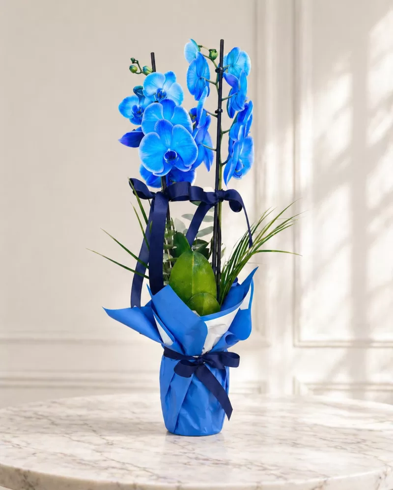 Çift Dallı İthal Mavi Orkide