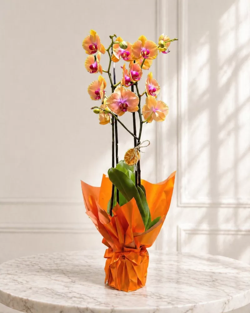 Çift Dallı İthal Multicolor Ateş Orkide