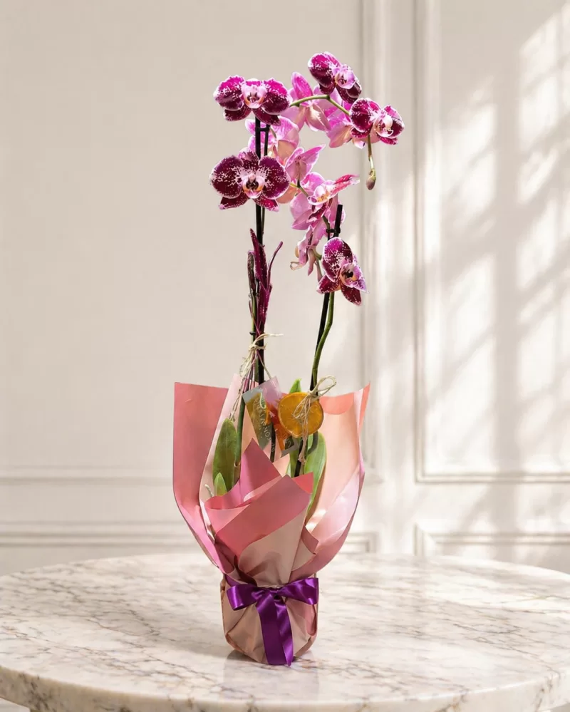 Çift Dallı İthal Dalmaçyalı Orkide