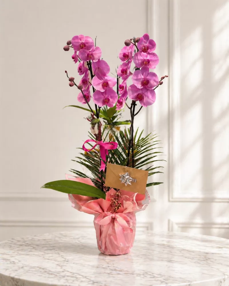 Çift Dallı İthal Mor Orkide