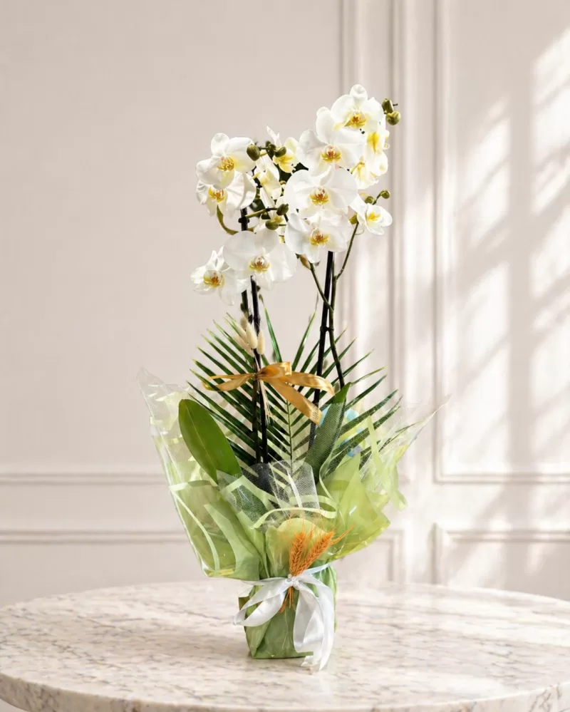 Çift Dallı İthal Beyaz Orkide