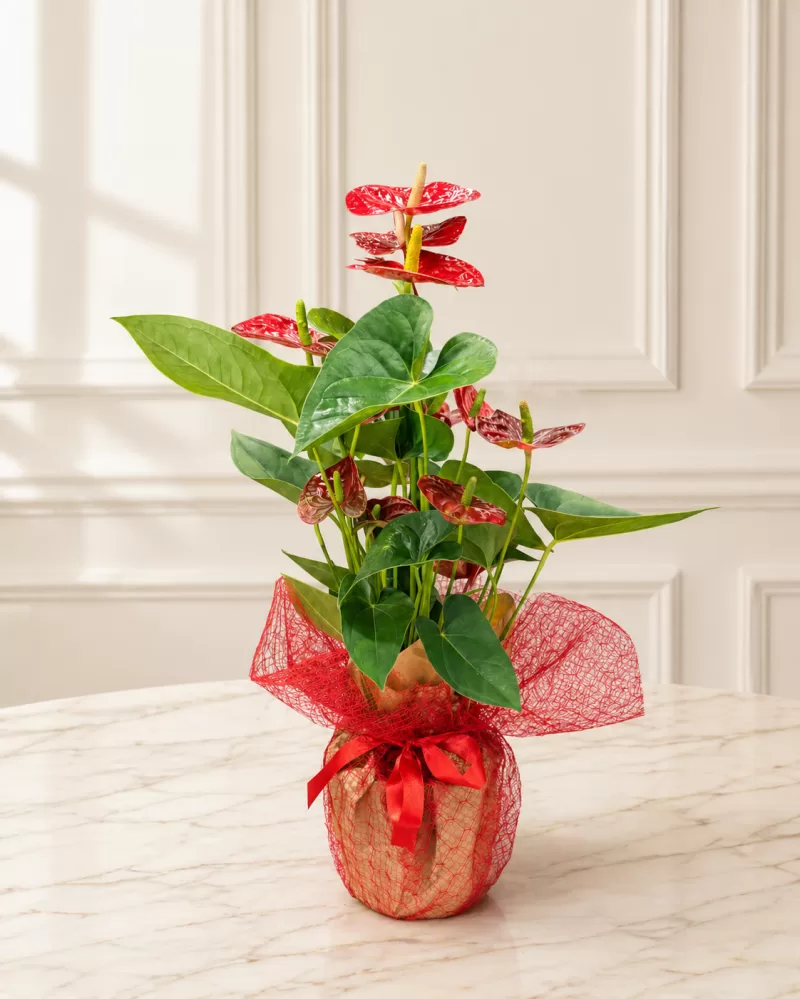 Antoryum Saksı Çiçeği