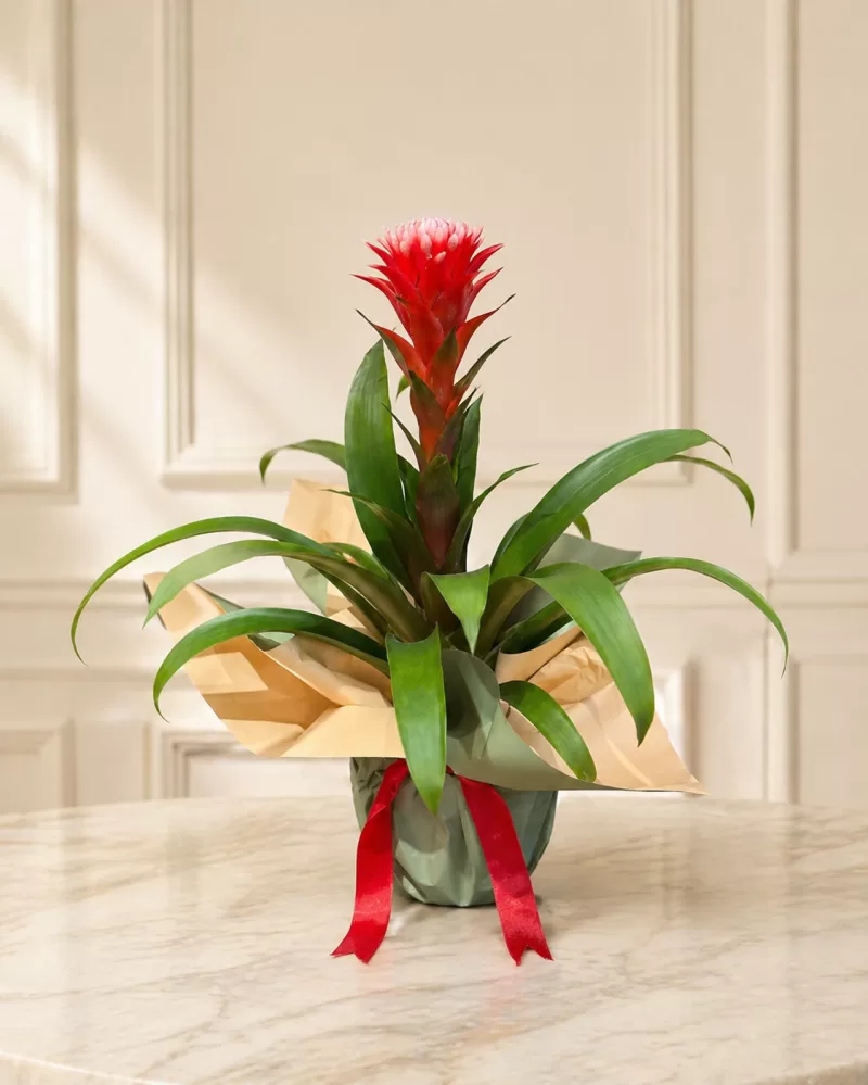 Beyaz Tepeli Guzmanya Saksı Çiçeği