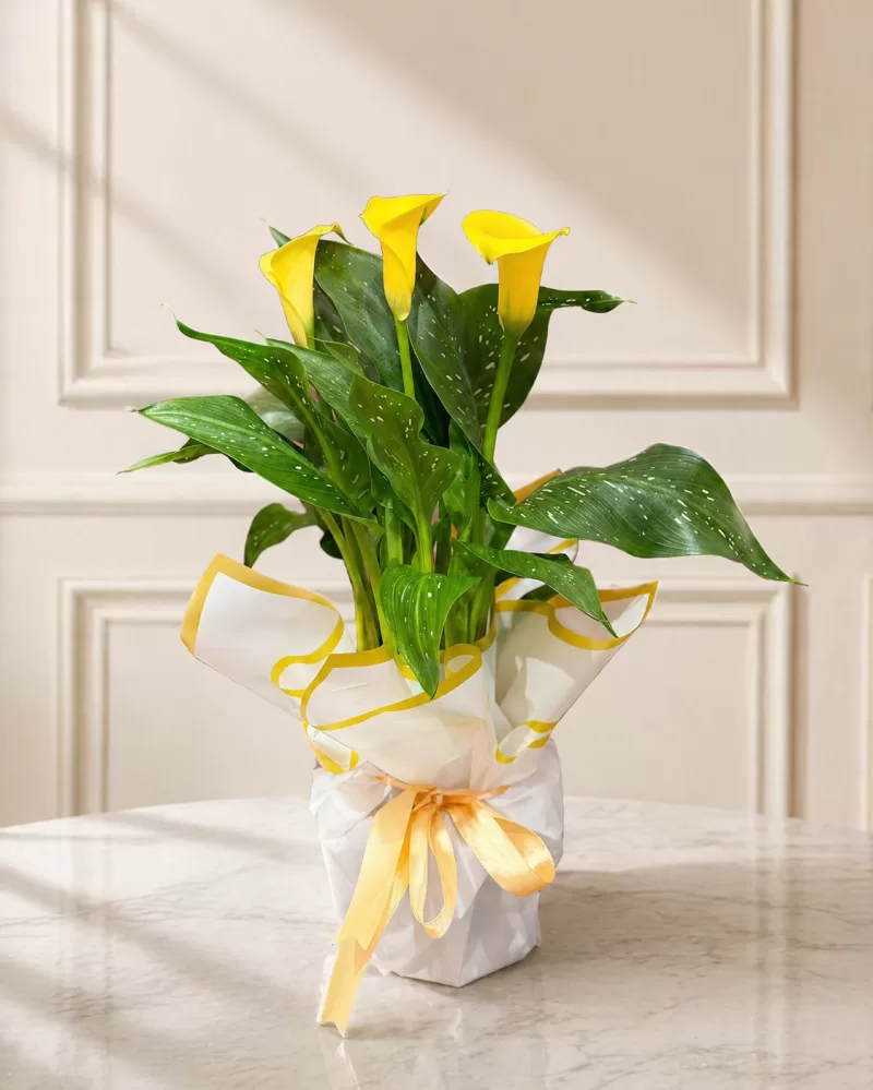 Sarı Gala Saksı Çiçeği