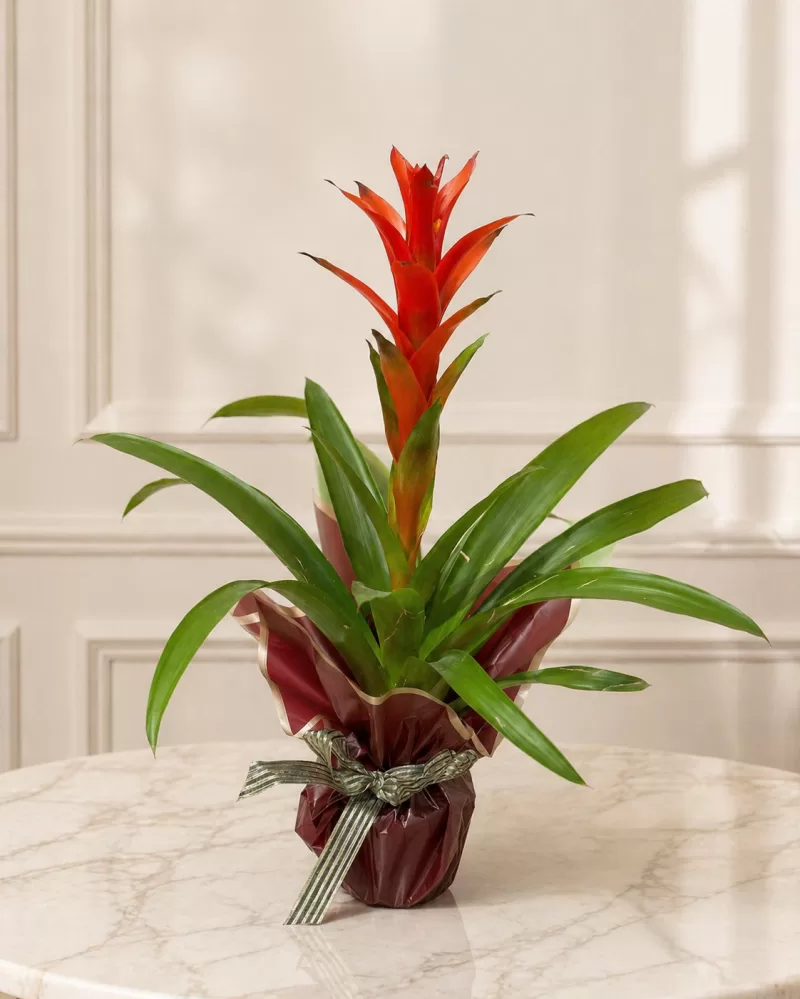 Guzmanya Saksı Çiçeği