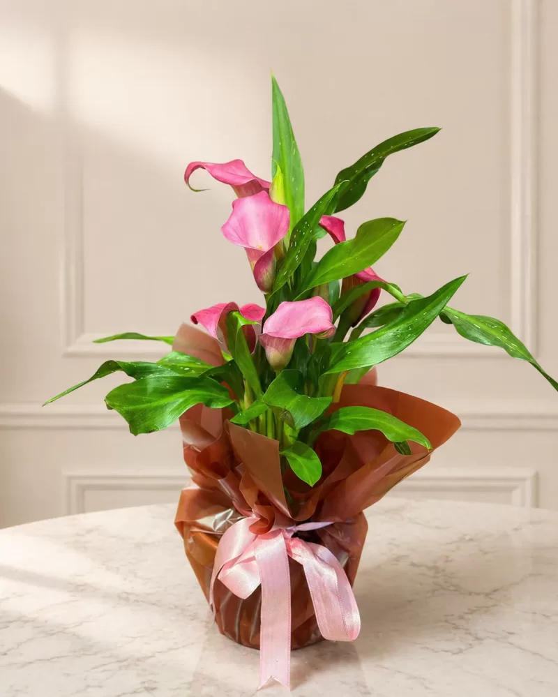 Pembe Gala Saksı Çiçeği