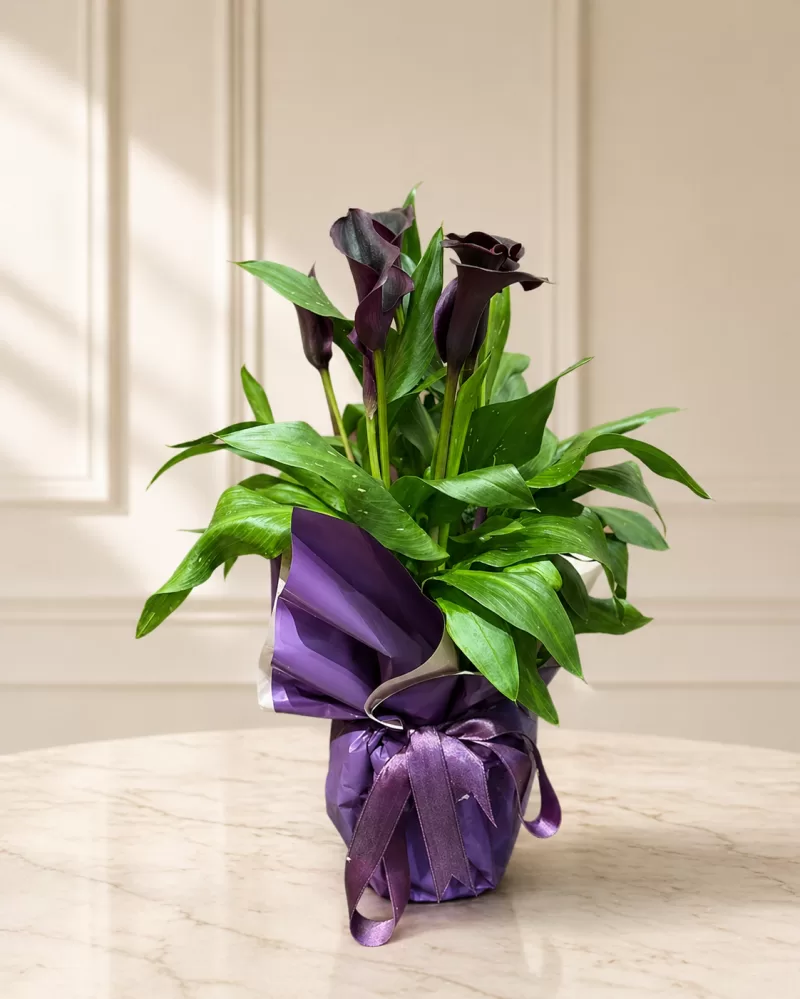 Mor Gala Saksı Çiçeği