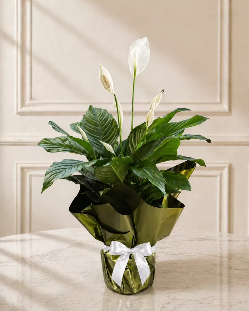 Barış Çiçeği (Spathiphyllum) Saksı Çiçeği
