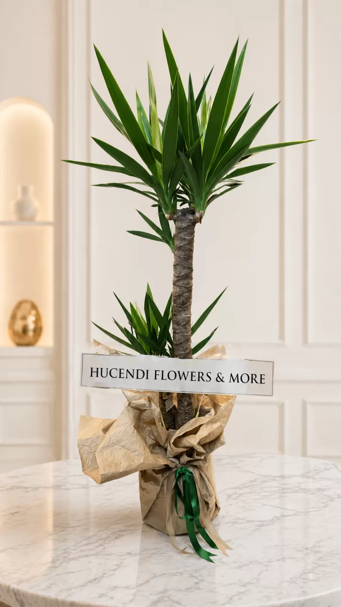 Yuka (Yucca) Saksı Açılış Çiçeği