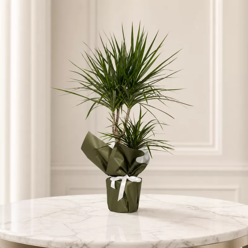 Dracena Marginata Saksı Çiçeği