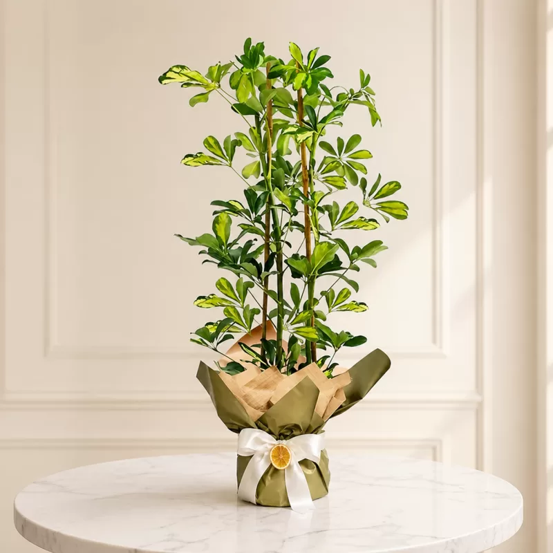 Şeflera (Schefflera) Saksı Çiçeği