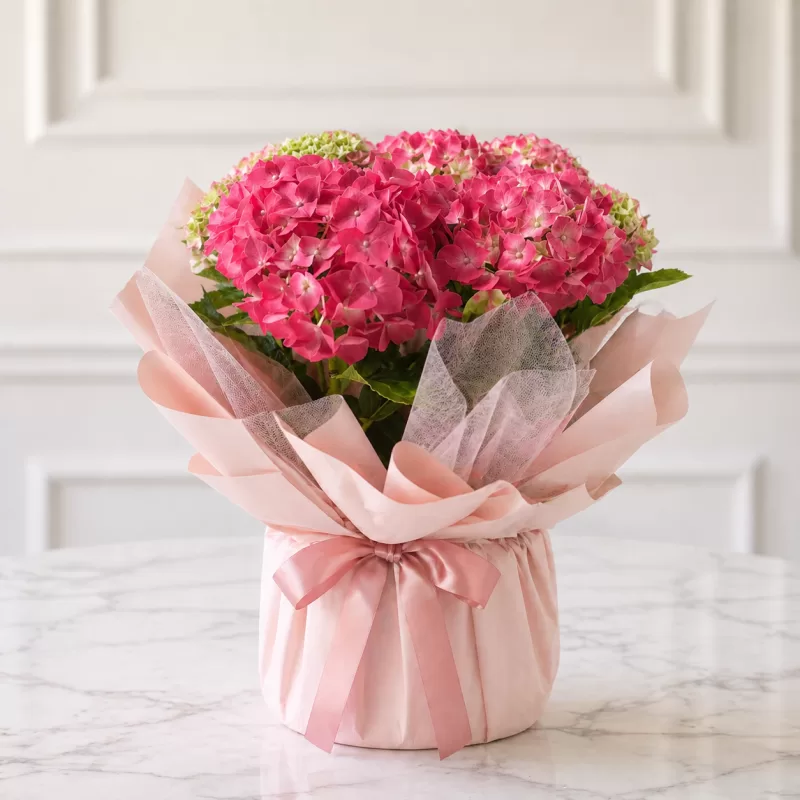 Kırmızı Ortanca Saksı Çiçeği 