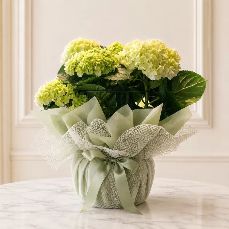 Beyaz Ortanca Saksı Çiçeği