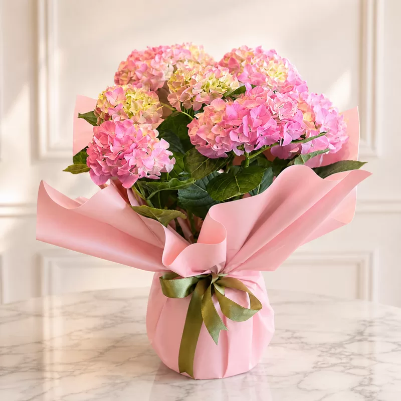 Pembe Ortanca Saksı Çiçeği