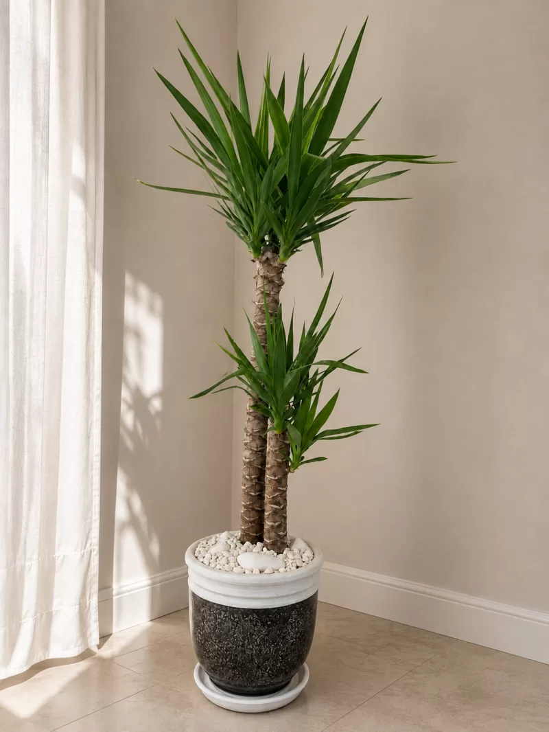 Seramik Vazoda Yuka (Yucca)