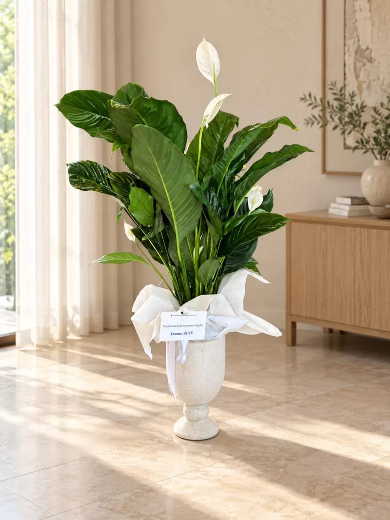 Seramik Vazoda Barış Çiçeği (Spathiphyllum)