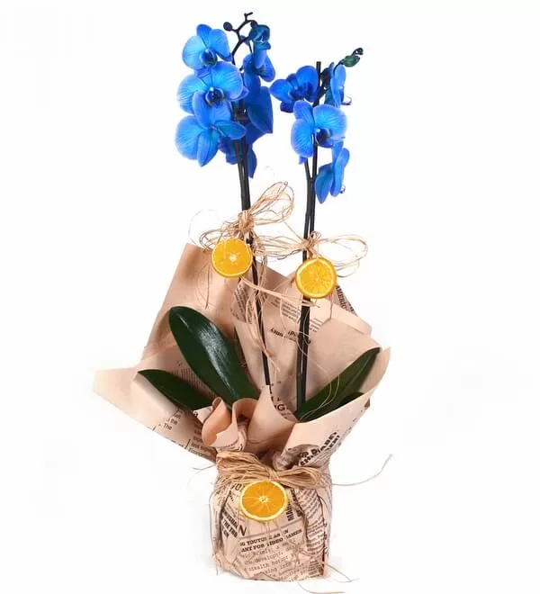 İthal Mavi Orkide 2 Dallı