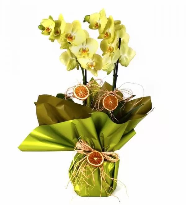 Çift Dallı Açık Yeşil Orkide